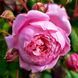 Махрова Англійська плетиста троянда ''Оленка'' ROSE 'OLENKA' Ніжно-рожевий 1027 фото 1