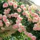 Махрова Англійська плетиста троянда ''Оленка'' ROSE 'OLENKA' Ніжно-рожевий 1027 фото 3