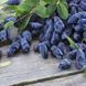 Жимолость &laquo;Дочка Велетня&raquo; (LONICERA CAERULEA &lsquo;Doch Velikana&rsquo;) 30-50 см, ( вік 2 роки) з ягодами в перший рік Темно-синій 927 фото 4
