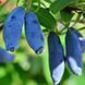 Жимолость &laquo;Дочка Велетня&raquo; (LONICERA CAERULEA &lsquo;Doch Velikana&rsquo;) 30-50 см, ( вік 2 роки) з ягодами в перший рік Темно-синій 927 фото 2