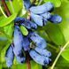 Жимолость &laquo;Дочка Велетня&raquo; (LONICERA CAERULEA &lsquo;Doch Velikana&rsquo;) 30-50 см, ( вік 2 роки) з ягодами в перший рік Темно-синій 927 фото 1