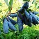 Жимолость &laquo;Дочка Велетня&raquo; (LONICERA CAERULEA &lsquo;Doch Velikana&rsquo;) 30-50 см, ( вік 2 роки) з ягодами в перший рік Темно-синій 927 фото 5