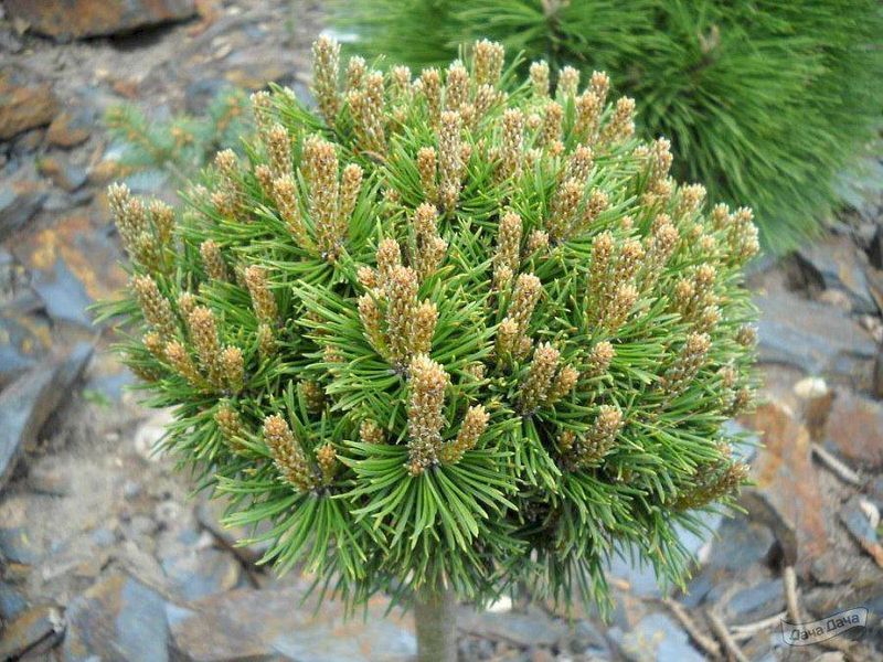 Саджанці Сосни гірської ''Марч'' PINUS MUGO 'MARCH' на штамбі висота 60 см, Темно-зелений 729 фото