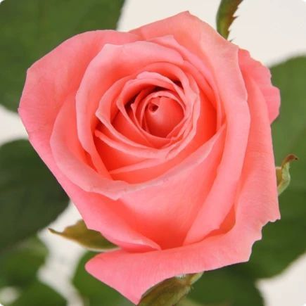 Роза чайно-гибридная ''Карина'' ROSE 'CARINA' высота 80-150 см Розово-коралловый 359 фото