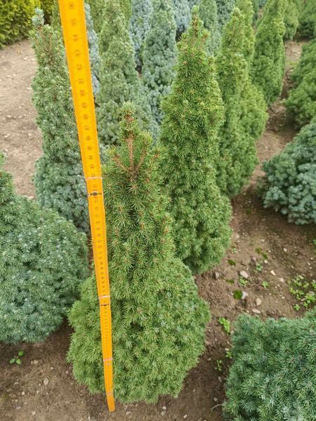 Канадская елка "Коника" PICEA GLAUCA 'CONICA' кувшин 20 л ЗКС, высота 80-120 см, Светло-зеленый 173 фото