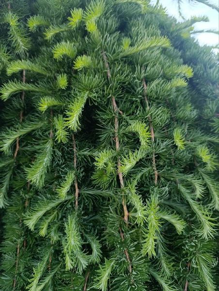 Лиственница 'Скиф Випер' плакучей формы LARIX KAEMPFERI ''STIFF WEEPER'' на штамбе высота 180 см (2 года) Зеленый 587 фото
