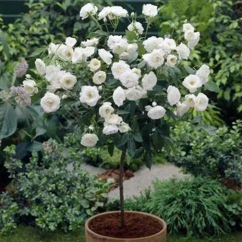 Троянда ''Свані'' ROSE 'SWANY' на штамбі висота 140-160 см Білий 309 фото