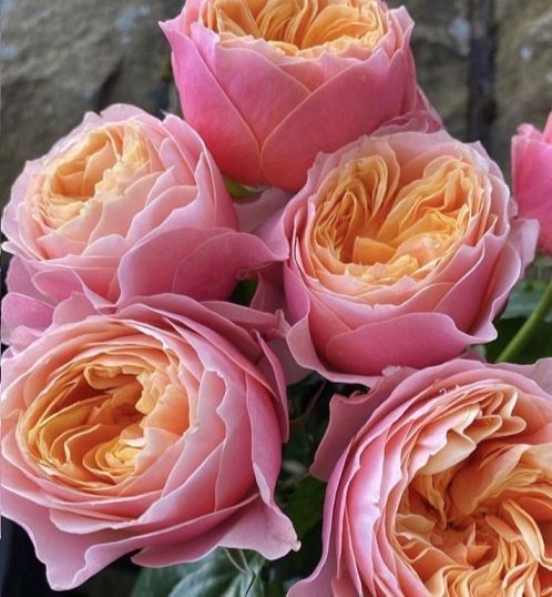 Роза чайно-гибридная ''Вуузела'' ROSE 'VUVUZELA' высота 80-150 см Розовый 409 фото