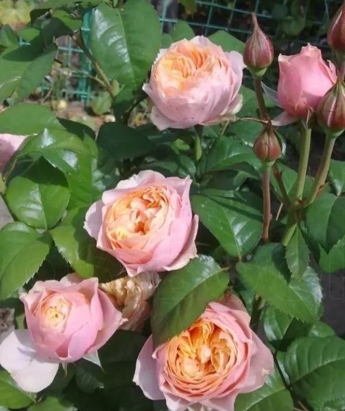 Роза чайно-гибридная ''Вуузела'' ROSE 'VUVUZELA' высота 80-150 см Розовый 409 фото
