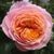 Роза чайно-гибридная ''Вуузела'' ROSE 'VUVUZELA' высота 80-150 см Розовый 409 фото