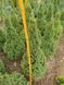 Канадская елка "Коника" PICEA GLAUCA 'CONICA' кувшин 20 л ЗКС, высота 80-120 см, Светло-зеленый 173 фото 5
