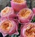 Роза чайно-гибридная ''Вуузела'' ROSE 'VUVUZELA' высота 80-150 см Розовый 409 фото 2