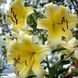 Лілія Шардоне (Lilium &lsquo;Chardonnay&rsquo;) Кремово-жовтий 1178 фото 3
