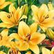 Лілія Шардоне (Lilium &lsquo;Chardonnay&rsquo;) Кремово-жовтий 1178 фото 1