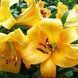 Лілія Шардоне (Lilium &lsquo;Chardonnay&rsquo;) Кремово-жовтий 1178 фото 2