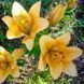 Лілія Шардоне (Lilium &lsquo;Chardonnay&rsquo;) Кремово-жовтий 1178 фото 4
