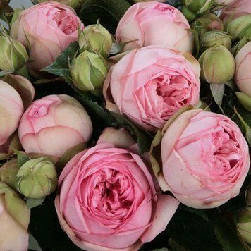 Роза ''Чарминг Пиано'' ROSE 'CHARMING PIANO' на штамбе высота 140-160 см Нежно-розовый 310 фото