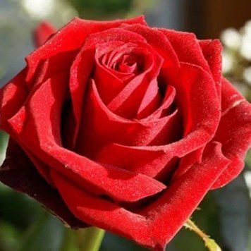 Троянда чайно-гібридна ''Ред Ігл'' ROSE 'RED EAGLE' висота 80-150 см Червоний 360 фото