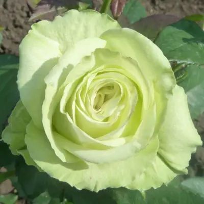 Роза чайно-гибридная ''Грин Ти'' ROSE 'GREEN TEA' высота 80-150 см Светло-салатовый 410 фото