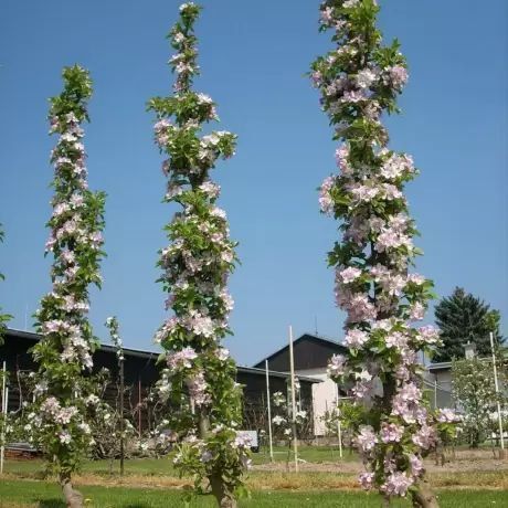 Персик колоновидный 'Кардинал' PRUNUS PERSICA "CARDINAL" высота 40-50 см Оранжевый 258 фото