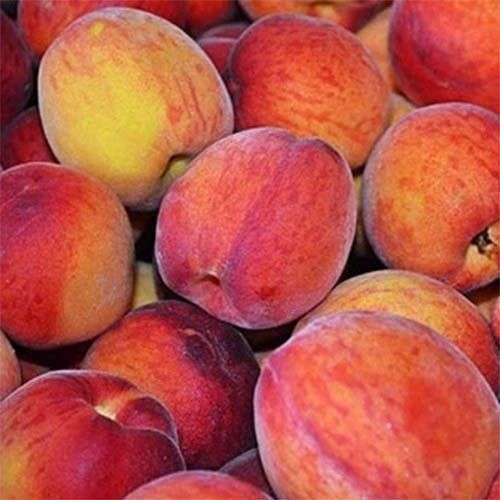 Персик колоновидный 'Кардинал' PRUNUS PERSICA "CARDINAL" высота 40-50 см Оранжевый 258 фото