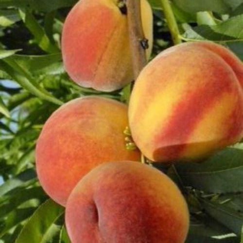 Персик колоновидный 'Кардинал' PRUNUS PERSICA "CARDINAL" высота 40-50 см Оранжевый 258 фото
