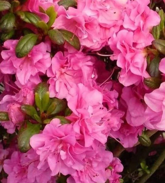 Азалия японская вечнозеленая "Петикоат" AZALEA JAPONICA 'PETTICOAT' кувшин 1,5 л Розовый 133 фото