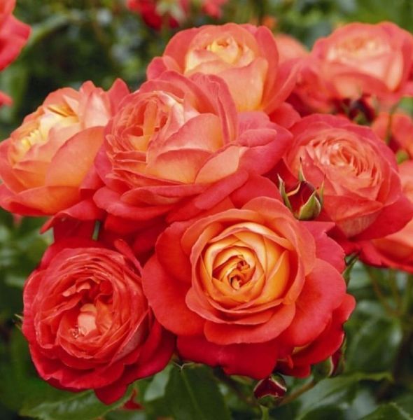 Махрова Англійська плетиста троянда ''Мідсаммер'' ROSE ' MIDSUMMER' Червоно-помаранчевий 509 фото