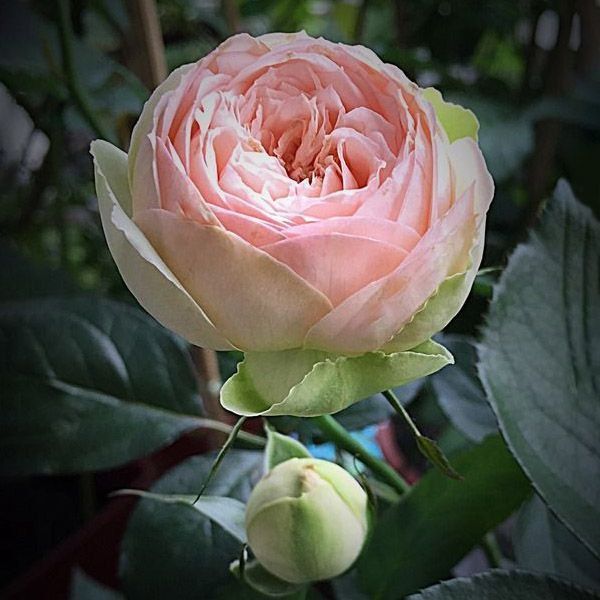 Роза ''Чарминг Пиано'' ROSE 'CHARMING PIANO' на штамбе высота 140-160 см Нежно-розовый 310 фото
