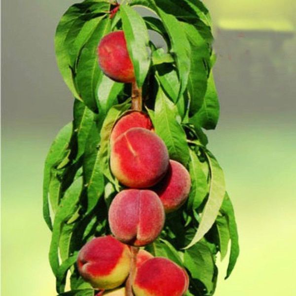 Персик колоновидный 'Кардинал' PRUNUS PERSICA "CARDINAL" высота 40-50 см Оранжевый 258 фото