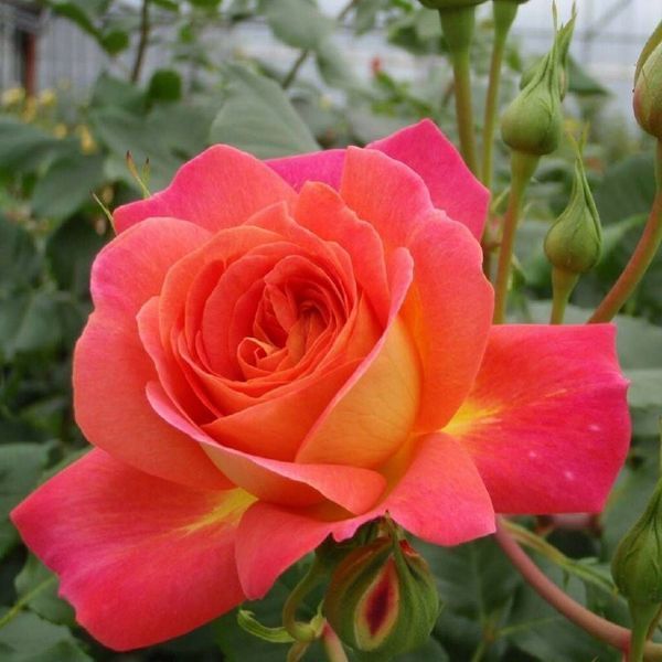 Махрова Англійська плетиста троянда ''Мідсаммер'' ROSE ' MIDSUMMER' Червоно-помаранчевий 509 фото