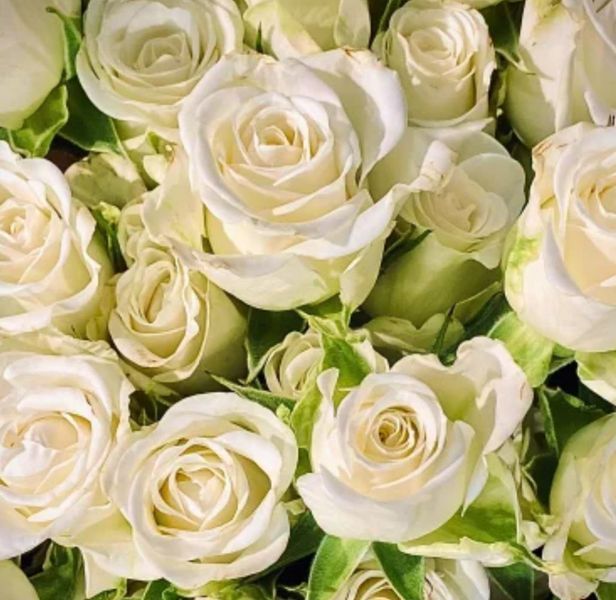 Дрібноквіткова, спрей троянда ''Принцеса'' ROSE 'PRINCESS' висота від 100 до 120 см Білий 460 фото