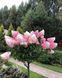 Гортензія волотиста на штамбі "Ваніла Фрайз" Hydrangea paniculata 'Vanille Fraise', глечик 5-7 л ЗКС, висота штамба 50-60 см, Кремово-білий 1129 фото 1