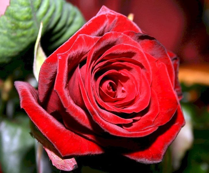 Троянда чайно-гібридна ''Ред Ігл'' ROSE 'RED EAGLE' висота 80-150 см Червоний 360 фото