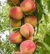 Персик колоновидный 'Кардинал' PRUNUS PERSICA "CARDINAL" высота 40-50 см Оранжевый 258 фото 1