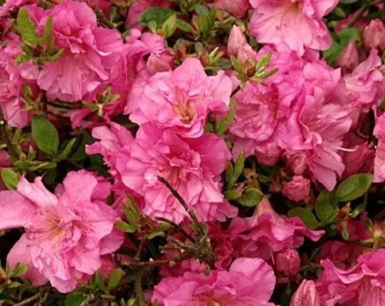 Азалия японская вечнозеленая "Петикоат" AZALEA JAPONICA 'PETTICOAT' кувшин 1,5 л Розовый 133 фото