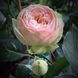 Роза ''Чарминг Пиано'' ROSE 'CHARMING PIANO' на штамбе высота 140-160 см Нежно-розовый 310 фото 2