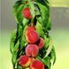 Персик колоновидный 'Кардинал' PRUNUS PERSICA "CARDINAL" высота 40-50 см Оранжевый 258 фото 4