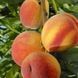 Персик колоновидный 'Кардинал' PRUNUS PERSICA "CARDINAL" высота 40-50 см Оранжевый 258 фото 2