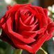 Троянда чайно-гібридна ''Ред Ігл'' ROSE 'RED EAGLE' висота 80-150 см Червоний 360 фото 1