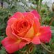 Махрова Англійська плетиста троянда ''Мідсаммер'' ROSE ' MIDSUMMER' Червоно-помаранчевий 509 фото 3