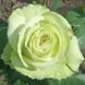 Роза чайно-гибридная ''Грин Ти'' ROSE 'GREEN TEA' высота 80-150 см Светло-салатовый 410 фото 2