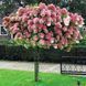 Гортензія волотиста на штамбі "Ваніла Фрайз" Hydrangea paniculata 'Vanille Fraise', глечик 5-7 л ЗКС, висота штамба 50-60 см, Кремово-білий 1129 фото 3