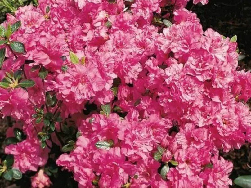 Азалия японская вечнозеленая "Петикоат" AZALEA JAPONICA 'PETTICOAT' кувшин 1,5 л Розовый 133 фото