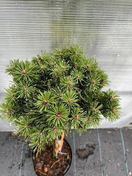 Саджанці Сосни гірської ''Бенжамін'' PINUS MUGO 'Benjamin' на штамбі 60 см, Яскраво-зелений 737 фото