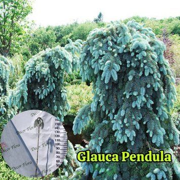 Ель колючая &laquo;Glauca Pendula&raquo; (Picea pungens &lsquo;Glauca Pendula&rsquo;) 150 см Серебристо-голубой 837 фото