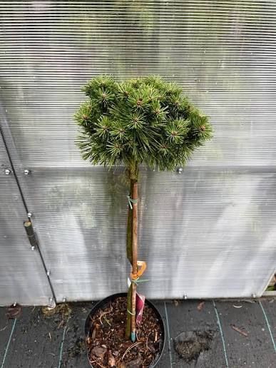 Саженцы Сосны горной ''Бенжамин'' PINUS MUGO 'Benjamin' на штамбе 60 см, ярко-зеленый 737 фото