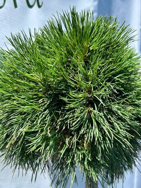 Сосна горная ''Варелла'' PINUS MUGO 'VARELLA' на штамбе высота 130 см Темно-зеленый 551 фото