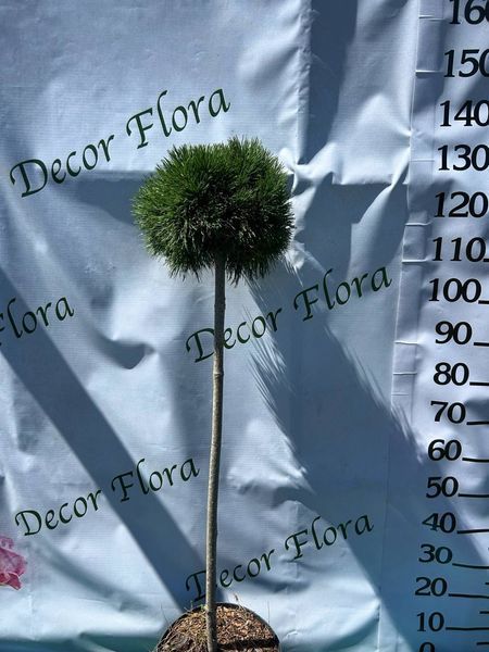 Сосна горная ''Варелла'' PINUS MUGO 'VARELLA' на штамбе высота 130 см Темно-зеленый 551 фото