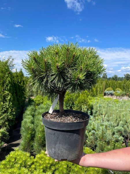 Саженцы Сосны горной ''Бенжамин'' PINUS MUGO 'Benjamin' на штамбе 60 см, ярко-зеленый 737 фото